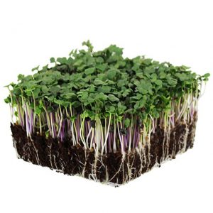 Micro Leaves (Salad Mix)