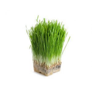 Wheat Grass Cress x16