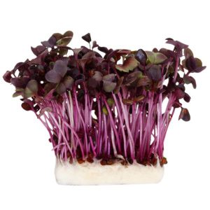 Sakura Mix Cress