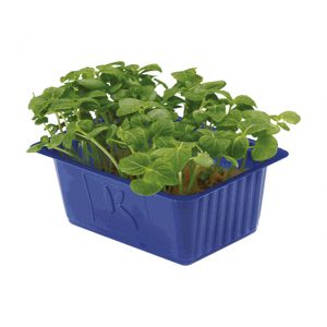 Shiso Green Cress x16