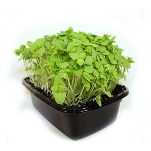 Salad Mix Cress x16