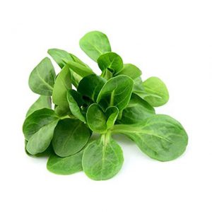 Mache Lettuce / Cornsalad