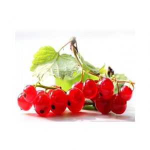 Red Currant 12x125g