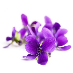 Edible Flowers - Violet