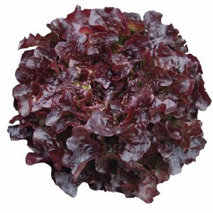 Lettuce Oakleaf Red 12 Heads - Kings- 4.2kg
