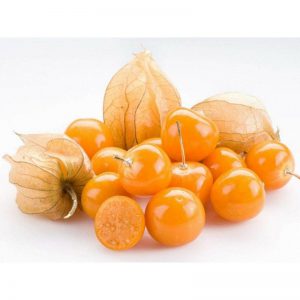 Physalis 12x125g