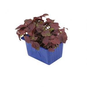 Shiso Purple Cress
