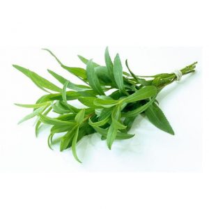 Herbs Tarragon
