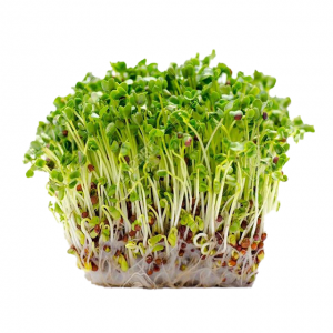 Alfalfa Sprouts 8x100g
