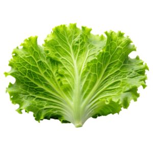 Lettuce Frisee Green 12 Head