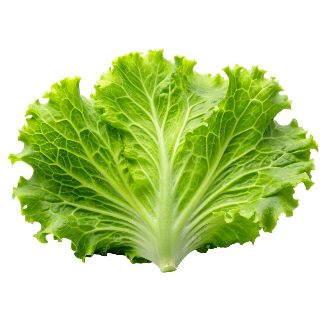 Lettuce Frisee Green 12 Head