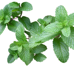Herbs Mint 10x100g