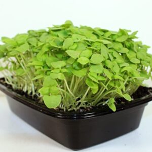 Salad Mix Cress x16