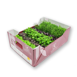 Sakura Mix Cress