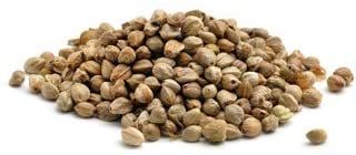 Hemp Seeds 20kg