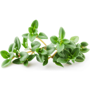 Herbs Thyme 10x100g
