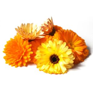 Edible Flower - Marigold