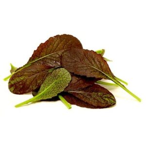 Baby Leaves Bull's Blood 8X125g