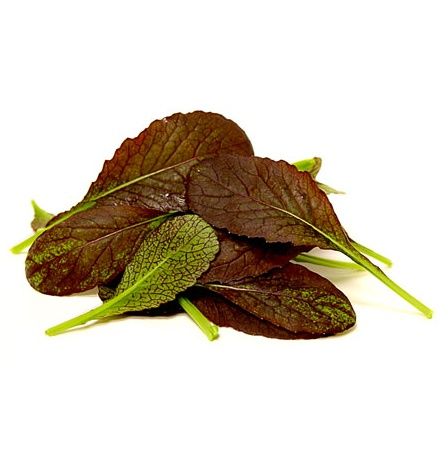 Baby Leaves Bull's Blood 8X125g