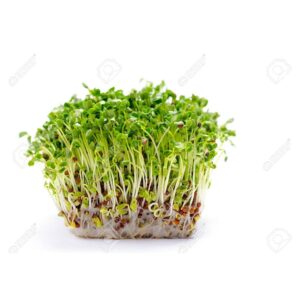 Alfalfa Sprouts 8x100g