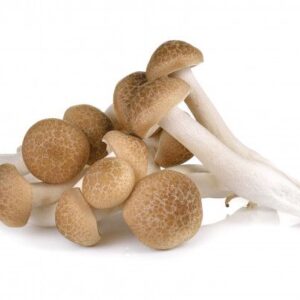 Mushroom Shimeji (Brown) 20x150g