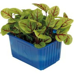 Vene Cress x16