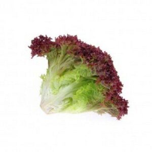 Lettuce Lollo Rosso 12 Heads - Kings- 4.2kg