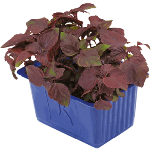 Shiso Purple Cress