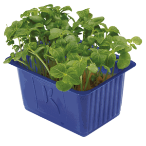 Shiso Green Cress x16