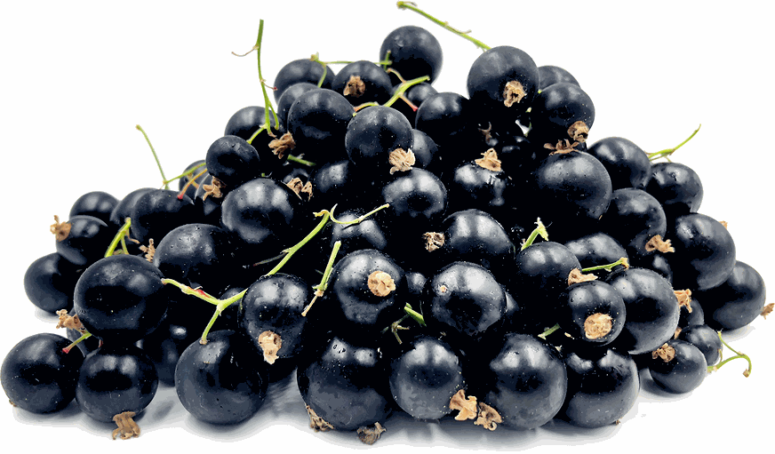 Black Currant 10x150g