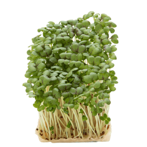 Affila Cress x16